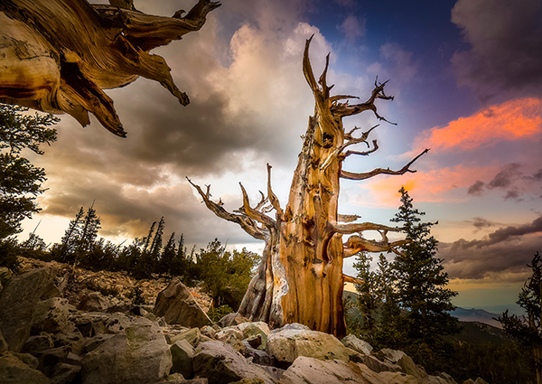 Bristlecone Pine photograph.